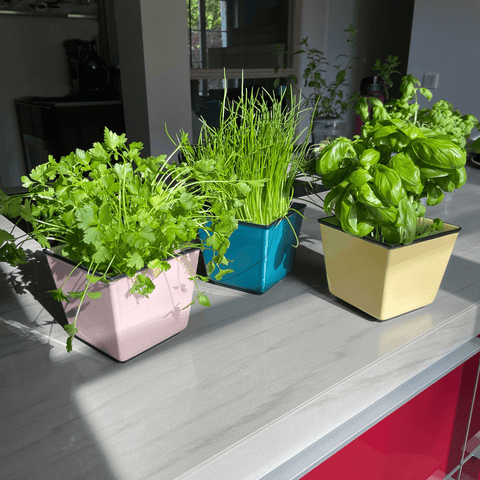 Coprivaso 757 | Decoro 947